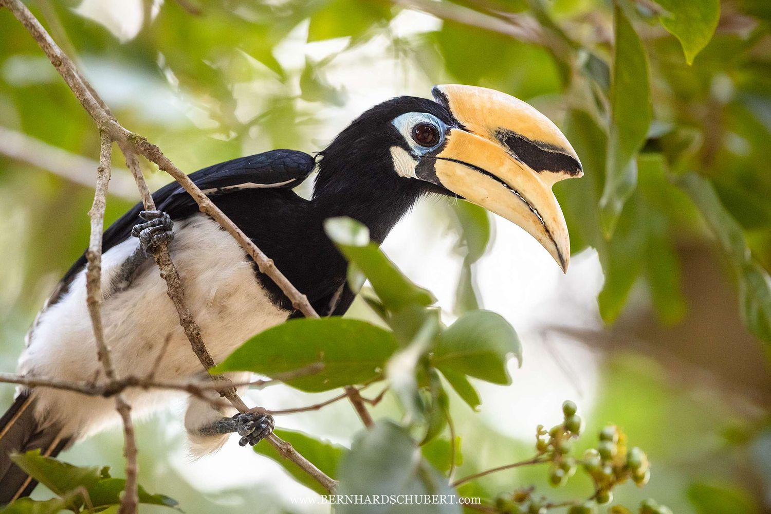 Anthracoceros albirostris - Orienthornvogel