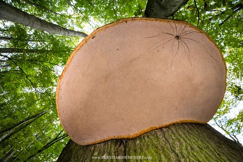 Leiobunum sp. – Weberknecht