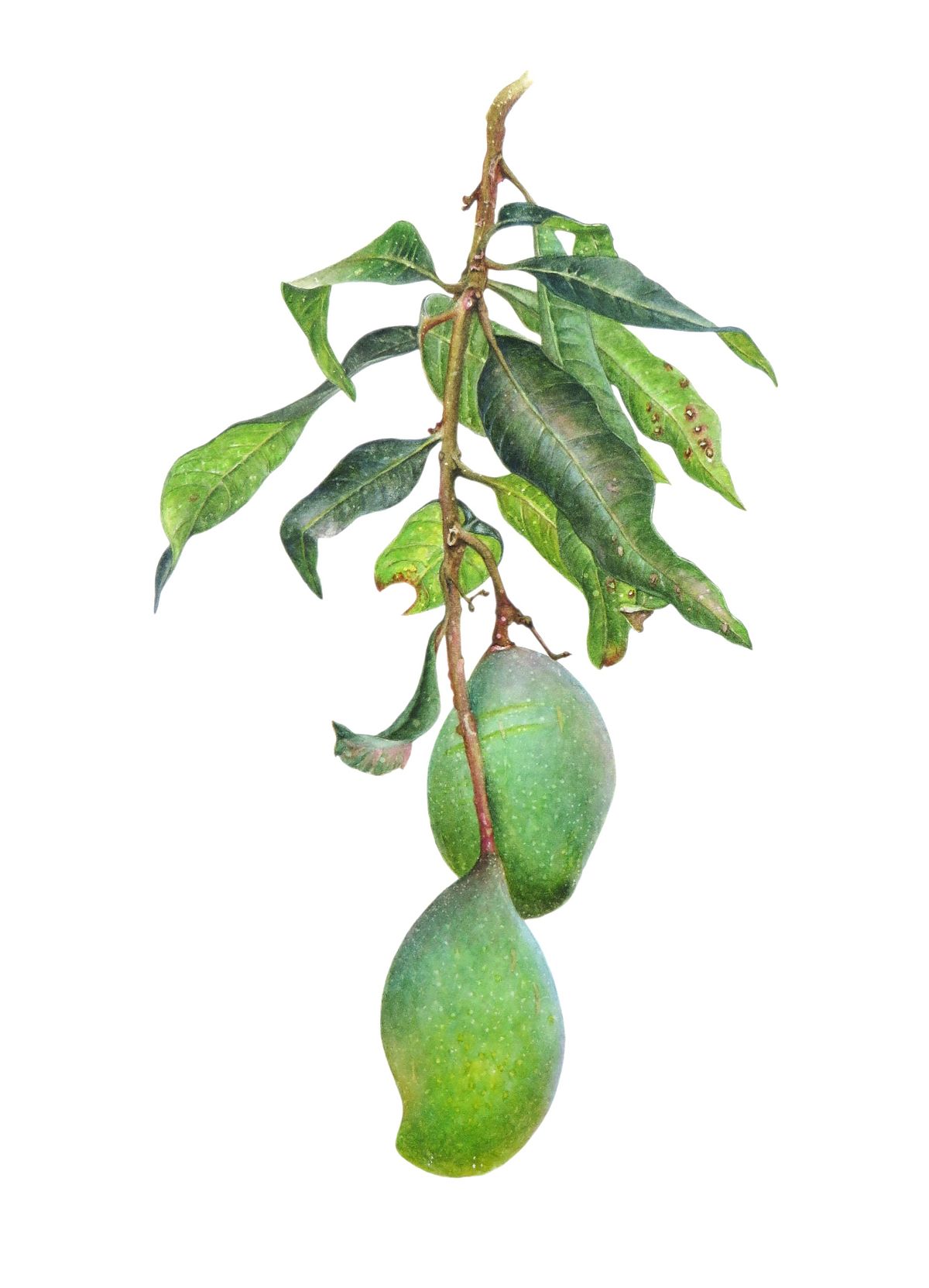 Boatnical Illustration of Mango