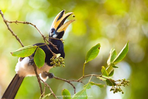 Anthracoceros albirostris - Oriental pied hornbill