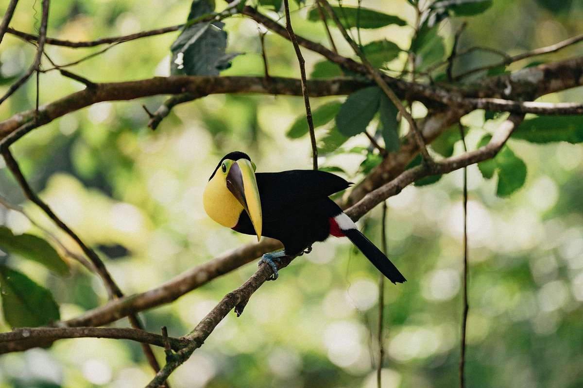 Photographer capturing engagement at Nayara Springs Costa Rica