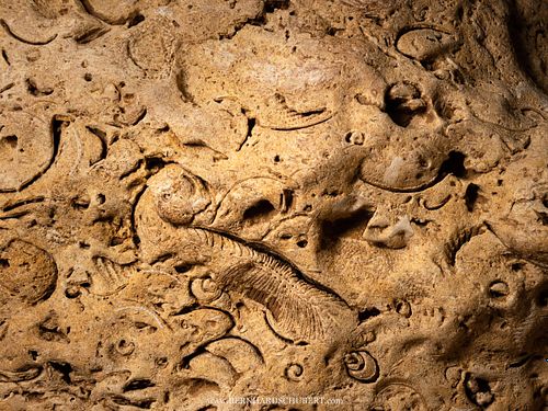 Fossil face in a cave