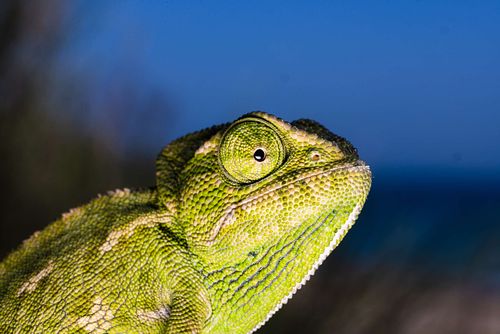 Chamaeleo chamaeleon – Gewöhnliches Chamäleon