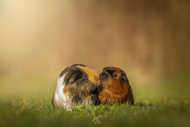OVERIGE HUISDIEREN