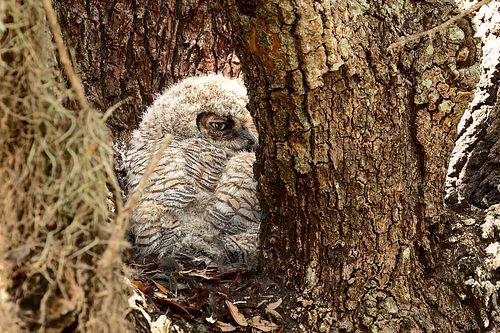 A juvenile Great Horned Owl peeking out from the protective hollow of an old growth tree in Texas.