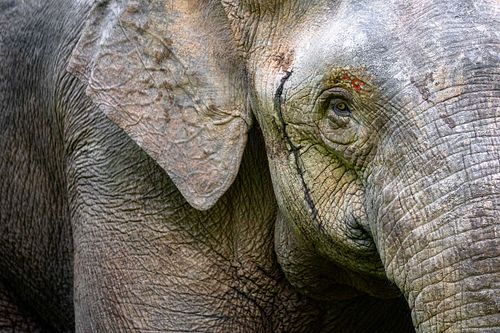 Elephas maximus borneensis - Borneo pygmy elephant