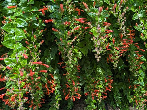 Designer Plant Placement