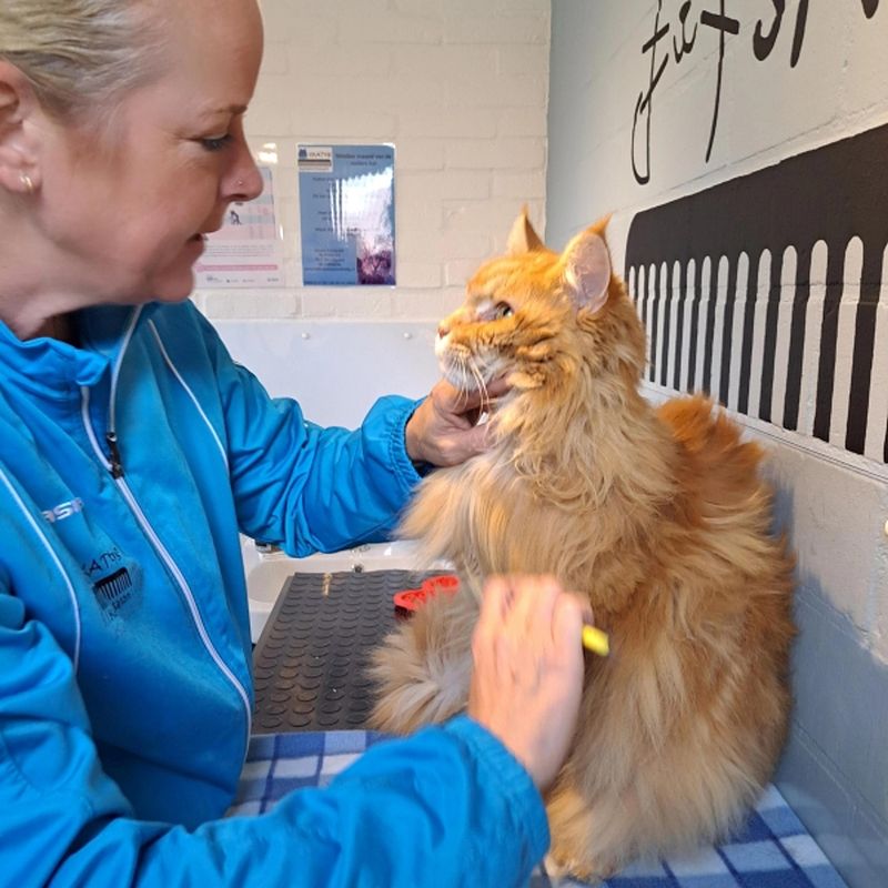 Gastblog: Krijg je kat shootklaar!