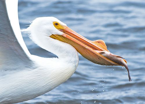 great white pelican