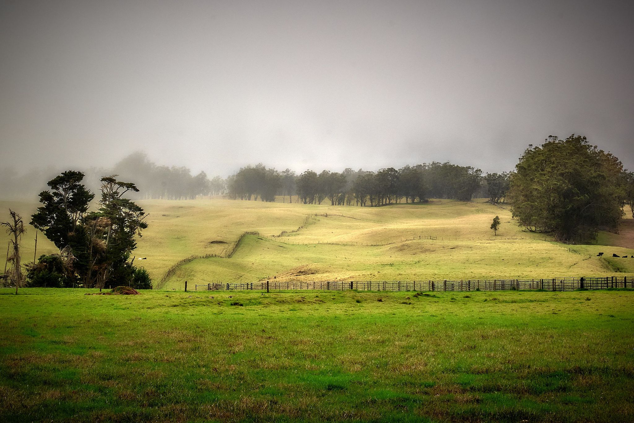 Mana Road Pasture - Hawaii