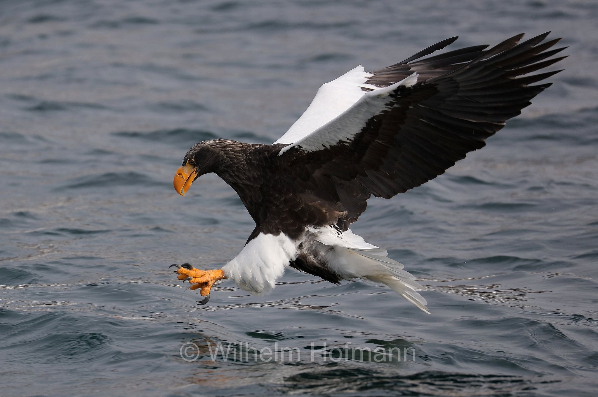 Steller's sea eagle, Pacific sea eagle, white-shouldered eagle, Riesenseeadler, aquila di mare di Steller, Haliaeetus pelagicus, Rausu, penisola di Shiretoko, Shiretoko Peninsula, Shiretoko-Halbinsel, Hokkaidō, Hokkaido, Japan, Giappone