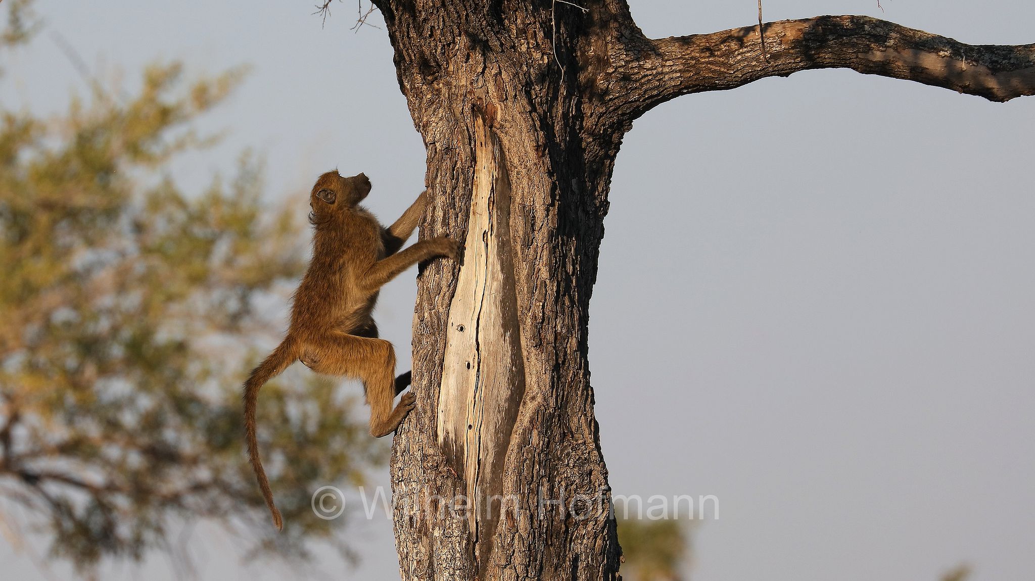 chacma baboon, Cape baboon, Bärenpavian, Tschakma, babbuino nero, Papio ursinus﻿, Moremi Game Reserve, Moremi-Wildreservat, Okavango Delta, Okavango Grassland, Botswana, Republik Botsuana