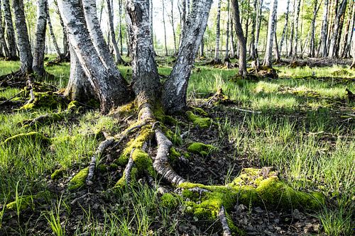 Naturschutzgebiet Fiskumvannet