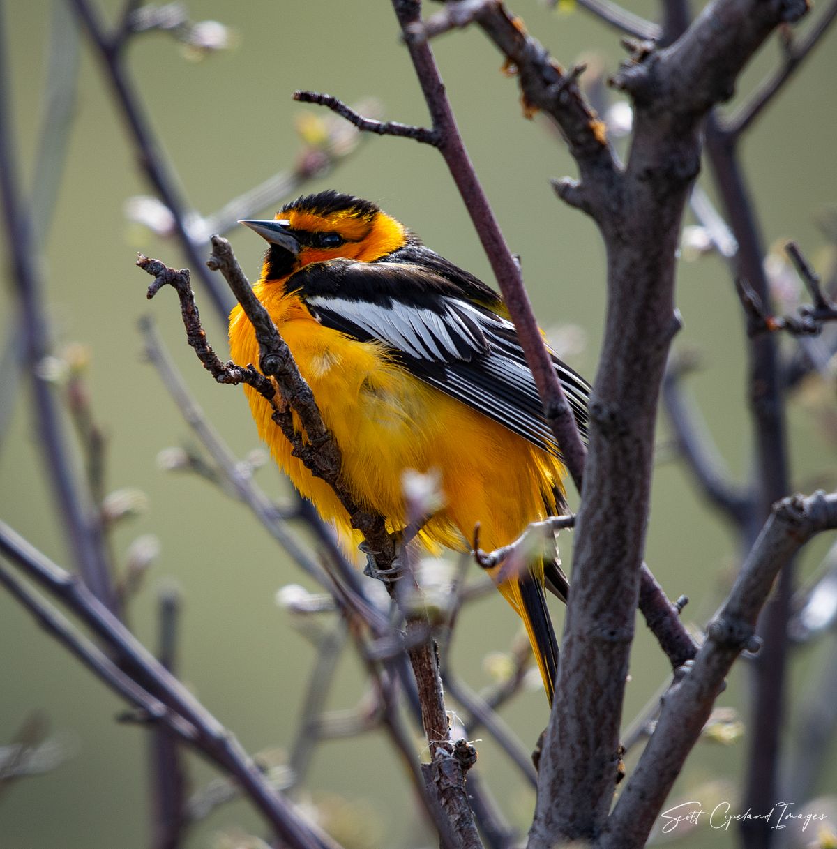 Bullock's Oriole