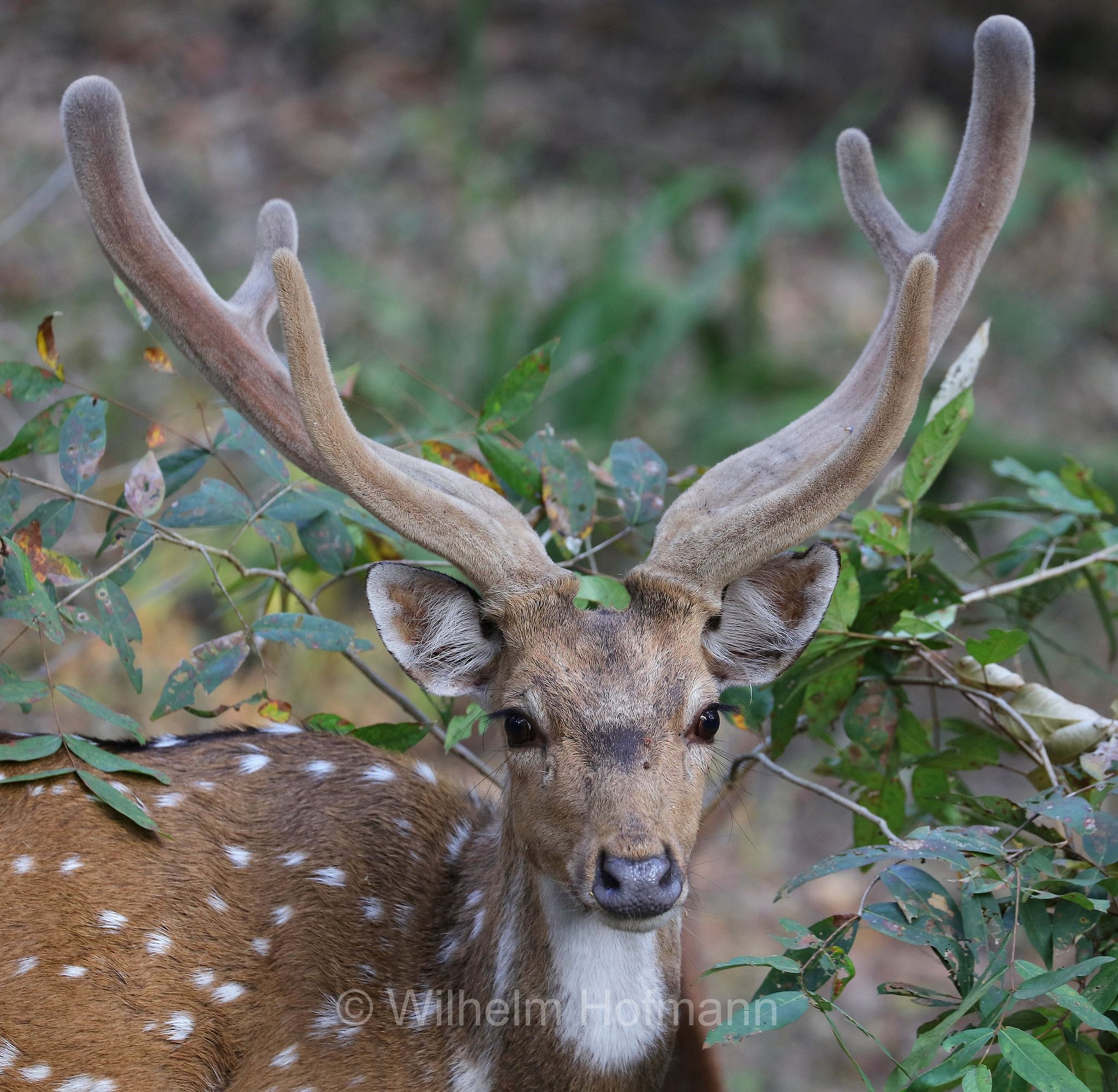 chital, spotted deer, axis deer, Axishirsch, cervo pomellato, Axis axis, Kanha National Park, Kanha-Nationalpark, parco nazionale di Kanha, Madhya Pradesh, India, Indien