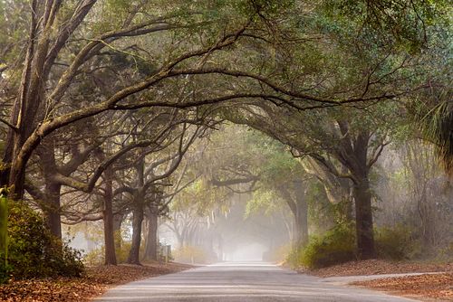 Foggy Oak Canopy Road on James Island South Carolina