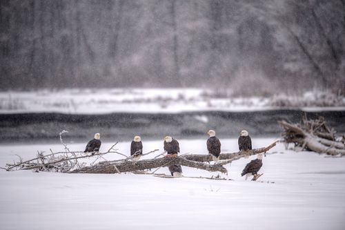 Best place for bald eagle photography workshop & guide tour in the US.  Located in the Midwest (Iowa & Illinois) and Alaska, United States.