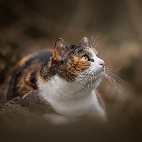 Kattenfotografie Hoorn
