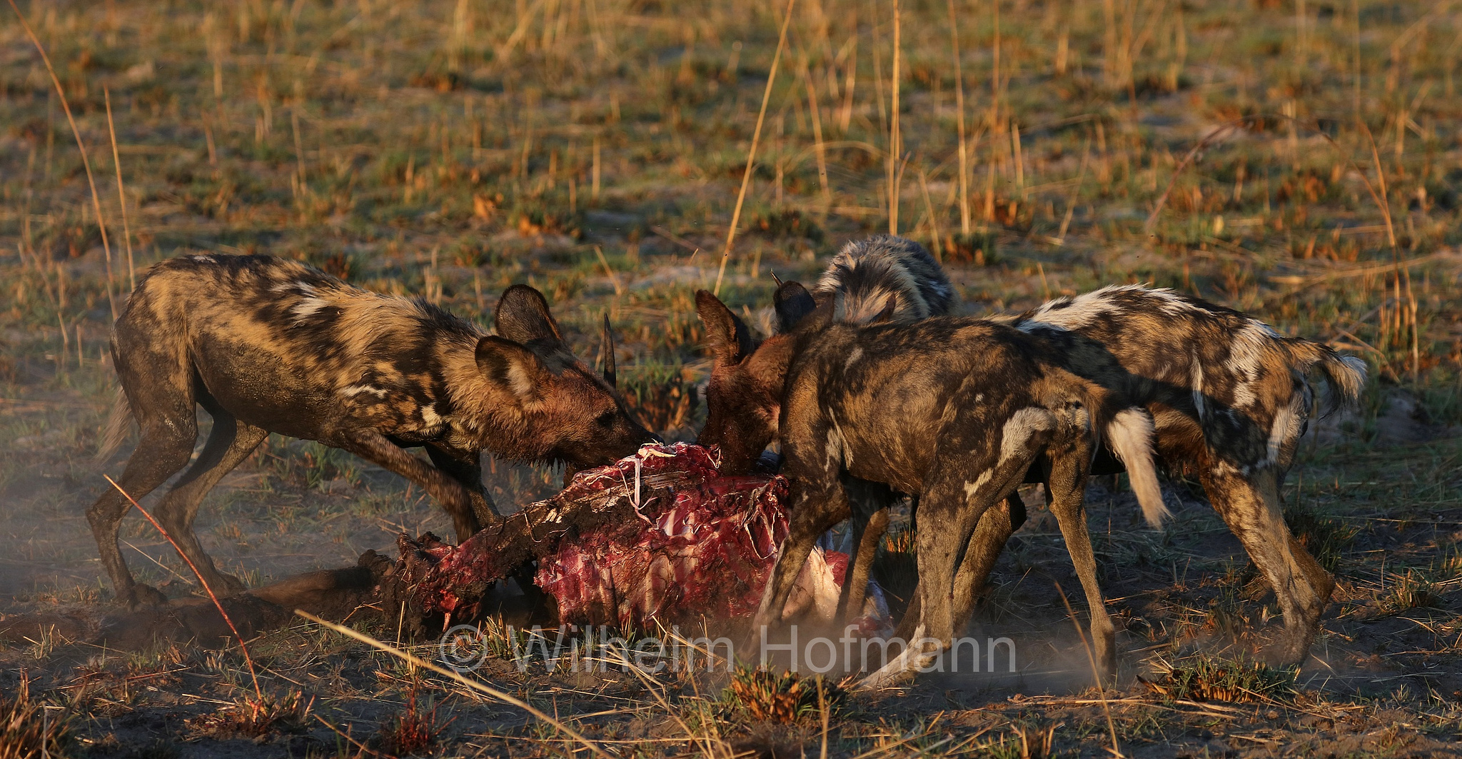 African wild dog, painted dog, Cape hunting dog, Afrikanischer Wildhund, licaone, cane selvatico africano, Lycaon pictus, Moremi Game Reserve, Moremi-Wildreservat, Okavango Delta, Okavango Grassland, Botswana, Republik Botsuana