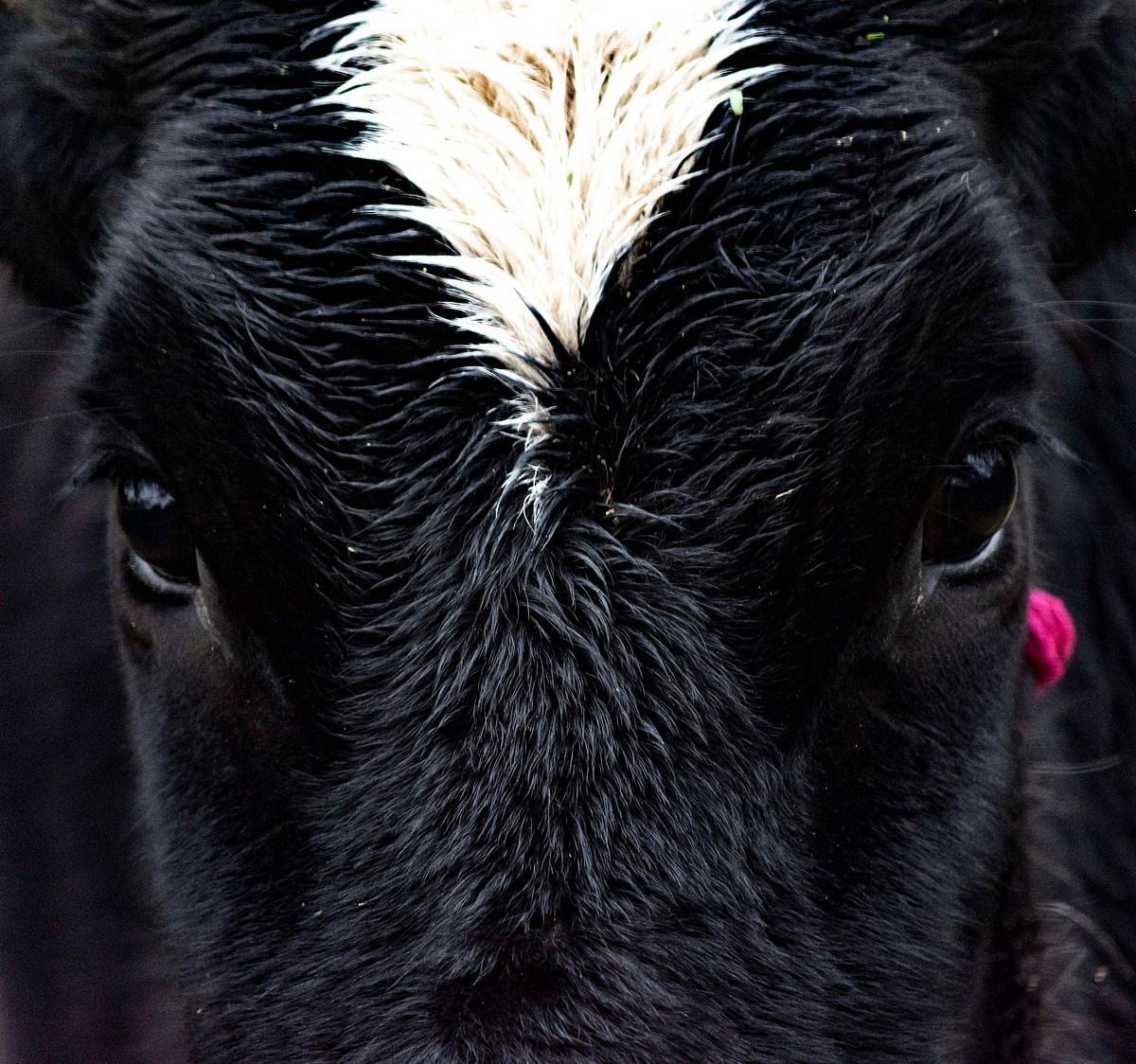 animal, jungle, forest, mammal, spicies