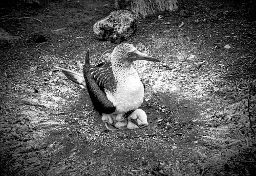 Sula piediazzurri | Sula nebouxii