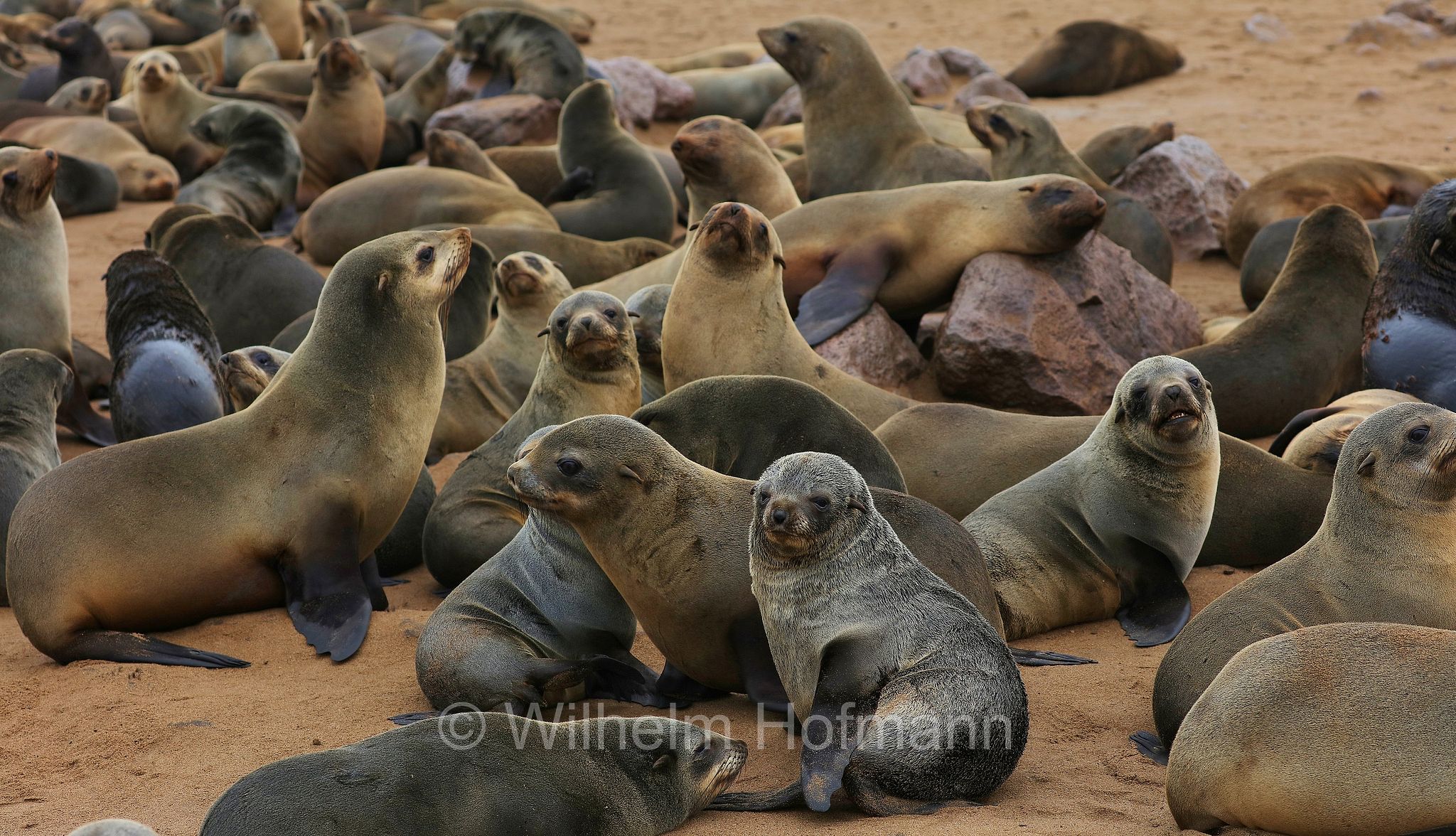 Arctocephalus pusillus, Cape fur seal, Afro-Australian fur seal, Südafrikanischer Seebär, otaria orsina del Capo, otaria orsina sudafricana, otaria orsina australiana, Cape Cross, Kreuzkap, Kaap Kruis, Skeleton Coast, Namibia