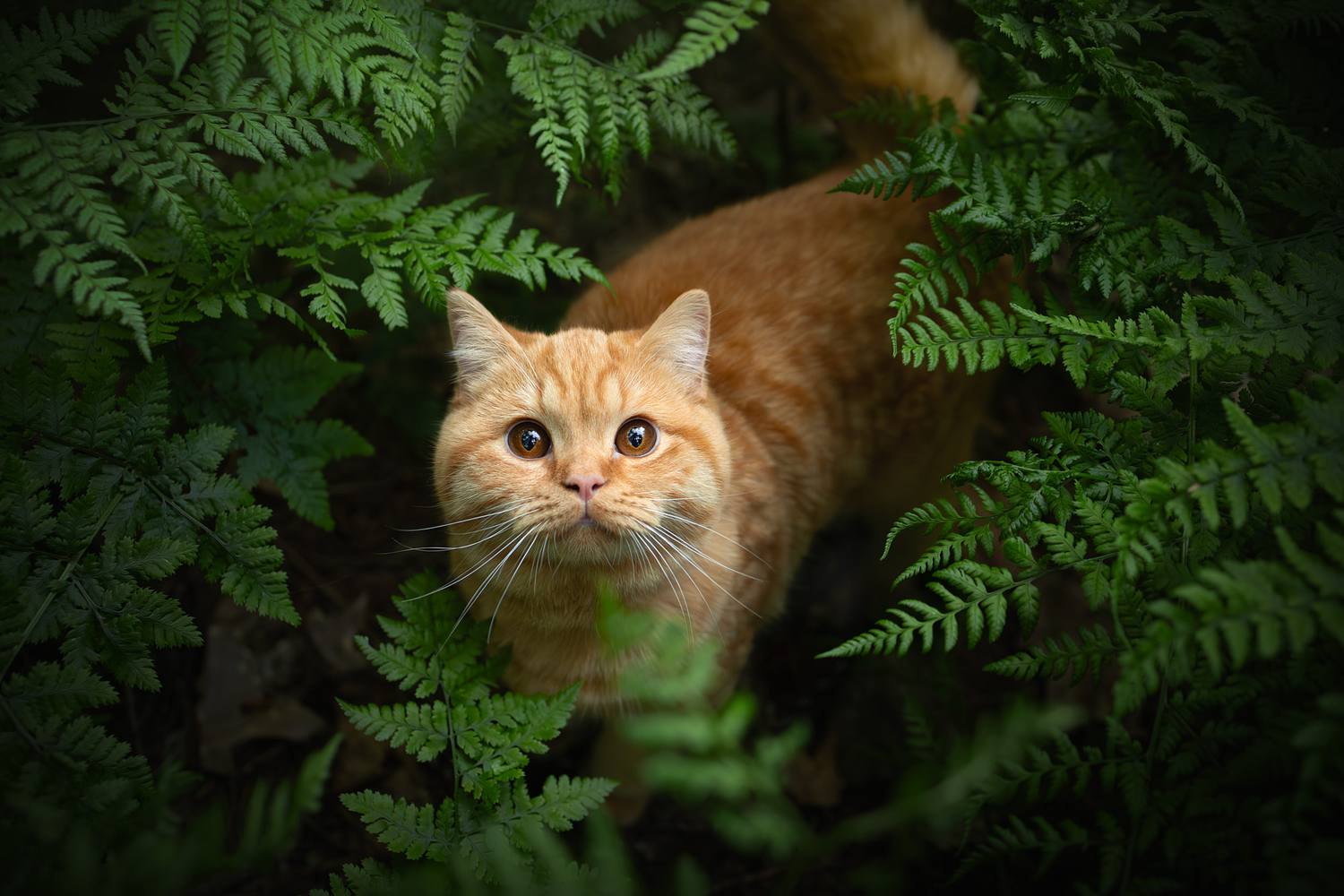 NLS Dierenfotografie