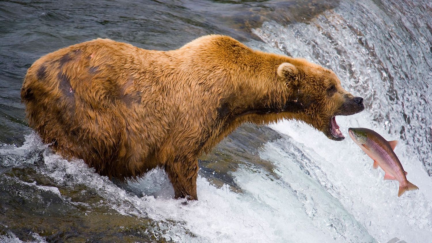 MIke Wiley Photography