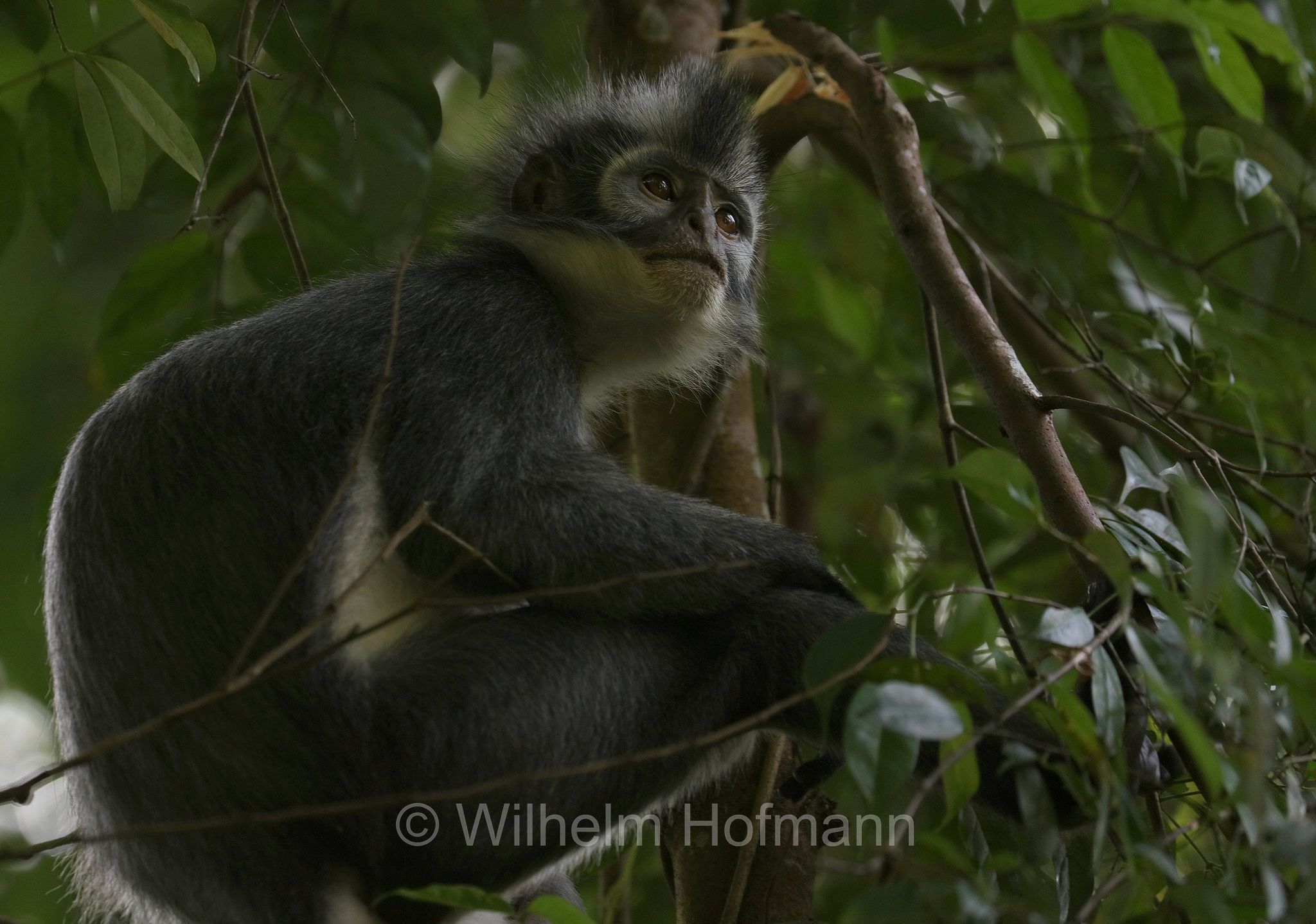 Thomas's langur, North Sumatran leaf monkey, Thomas's leaf monkey, Thomas-Langur, presbite di Thomas, Presbytis thomasi﻿, Gunung Leuser National Park, Nationalpark Gunung Leuser, parco nazionale di Gunung Leuser, Bukit Lawang, Sumatra, Indonesia, Indonesien