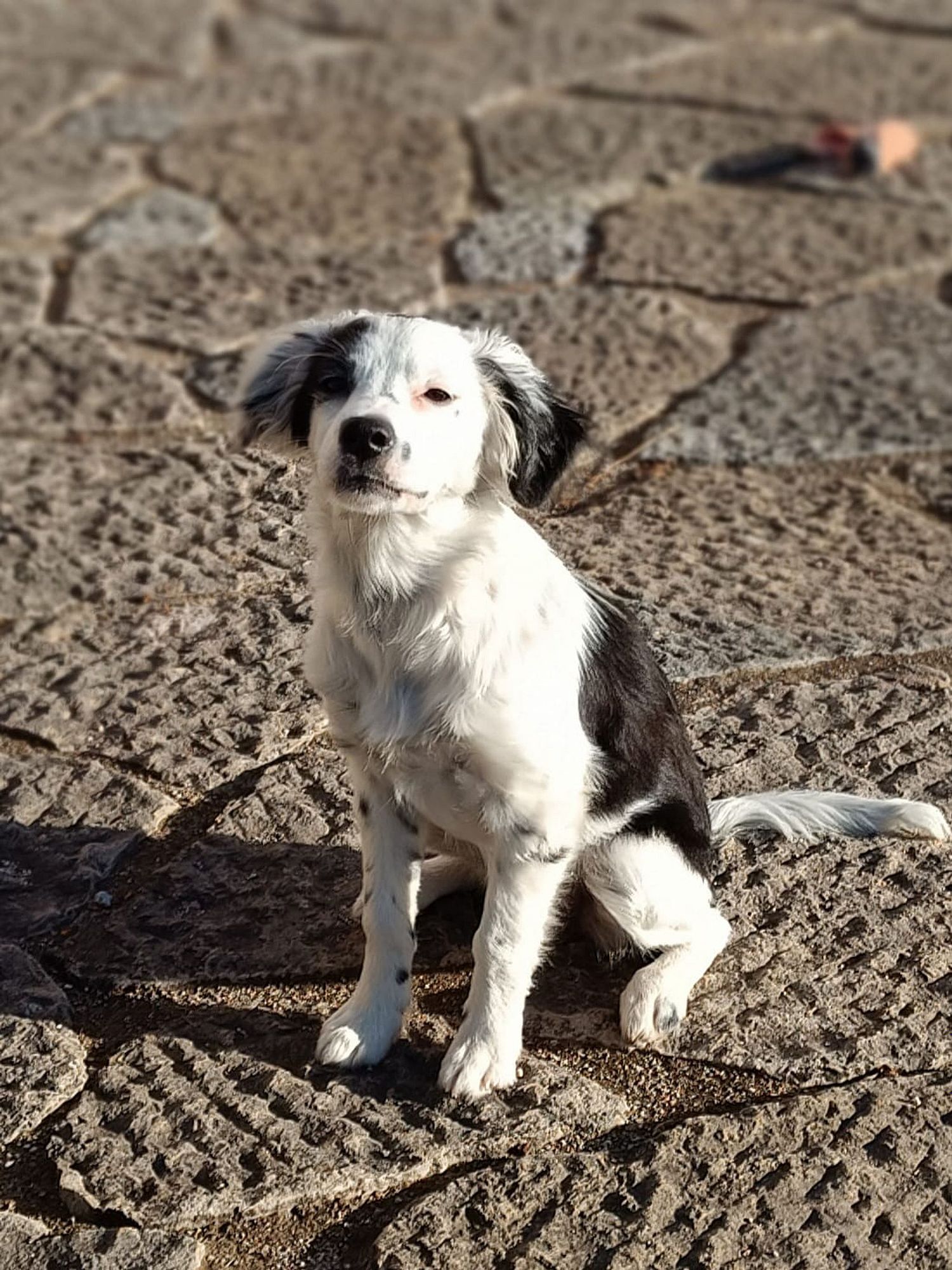 C&atilde;o&atilde;o by M&aacute;rcia Silva