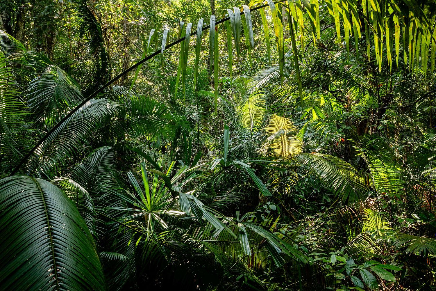 Palms on Koh Tarutao