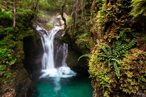 Asplenium trichomanes - Braunstieliger Streifenfarn