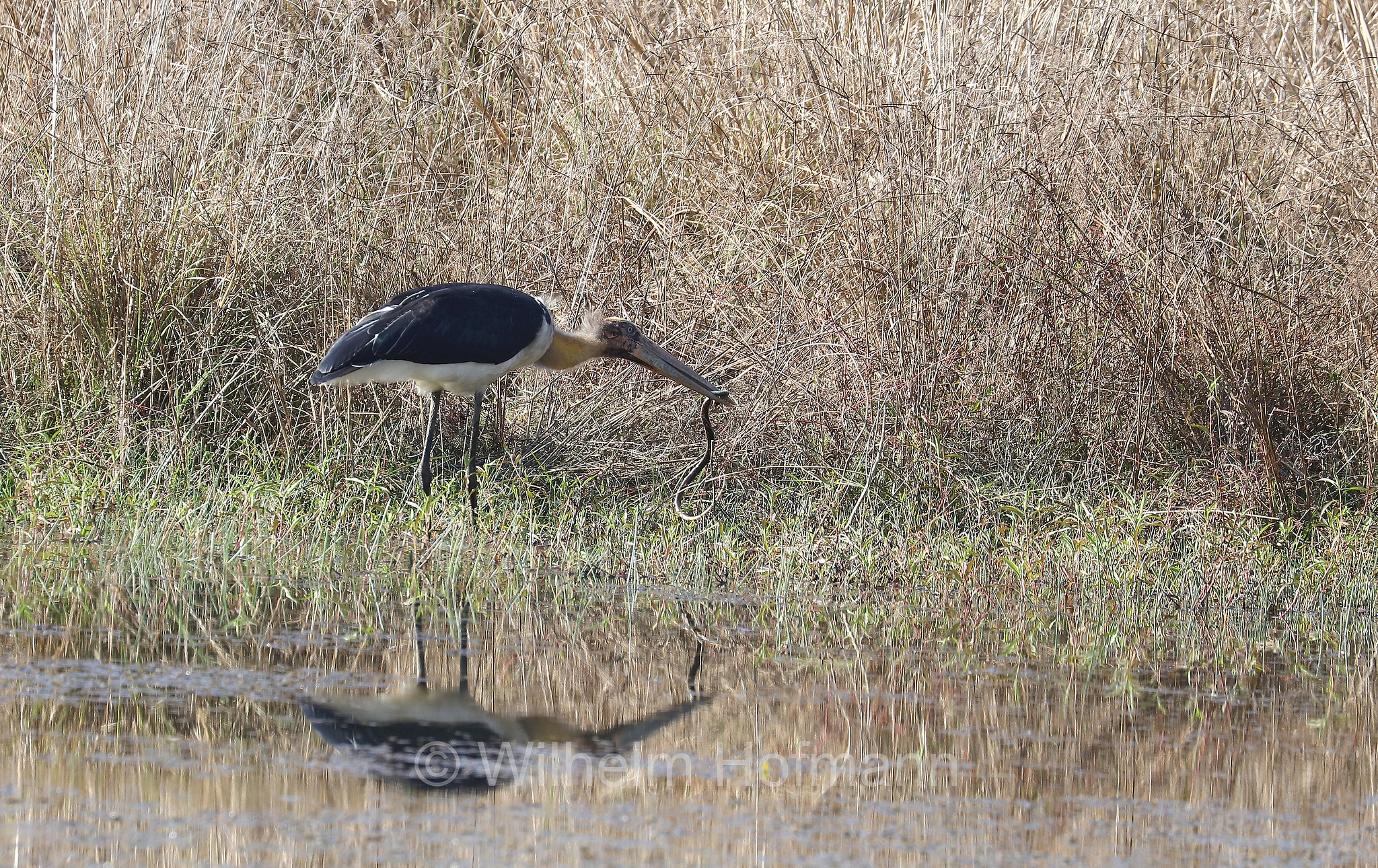 lesser adjutant, Sundamarabu, Sunda-Marabu, Malaien-Storch, Java-Marabu, Kleiner Adjutant, marabù minore, Leptoptilos javanicus, Kanha National Park, Kanha-Nationalpark, parco nazionale di Kanha, Madhya Pradesh, India, Indien