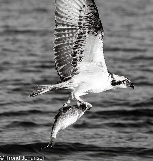 Osprey (Fiskeørn) diving into the water to catch a fish in Norway, captured by Trond Johansen