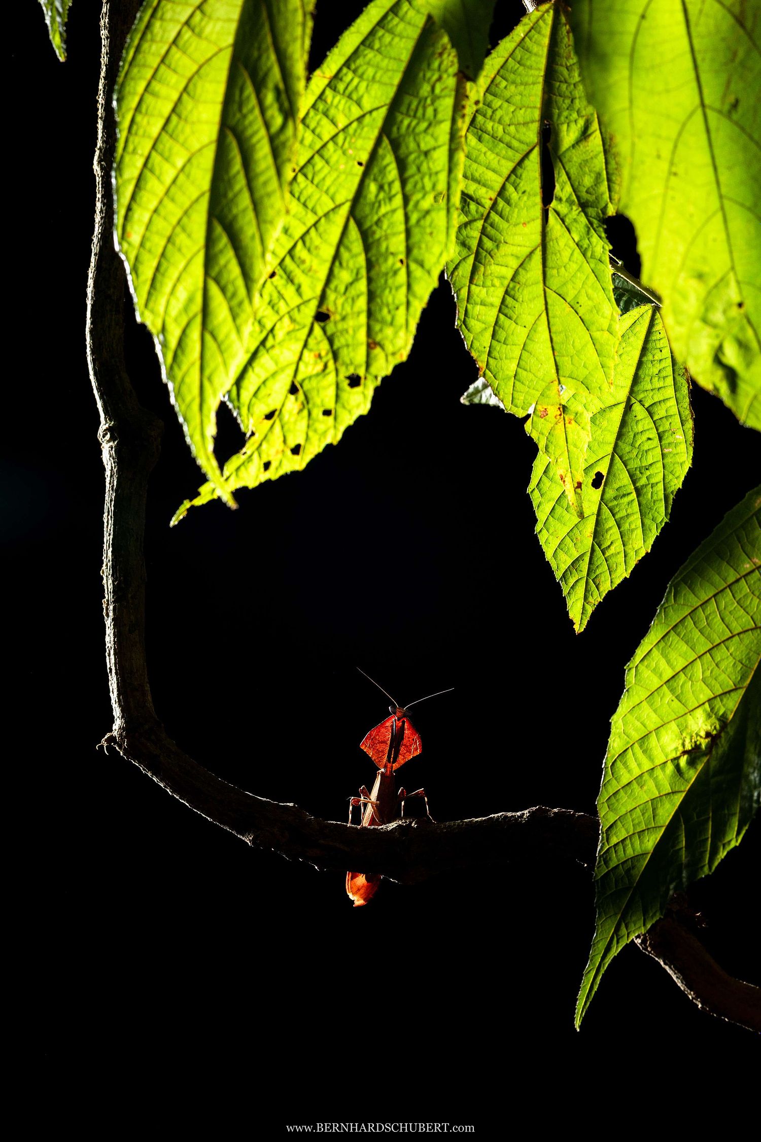 Deroplatys sp. – Totes Blatt Gottesanbeterin