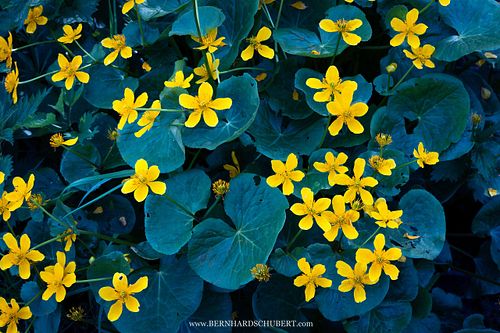 Caltha palustris - Marsh-marigold