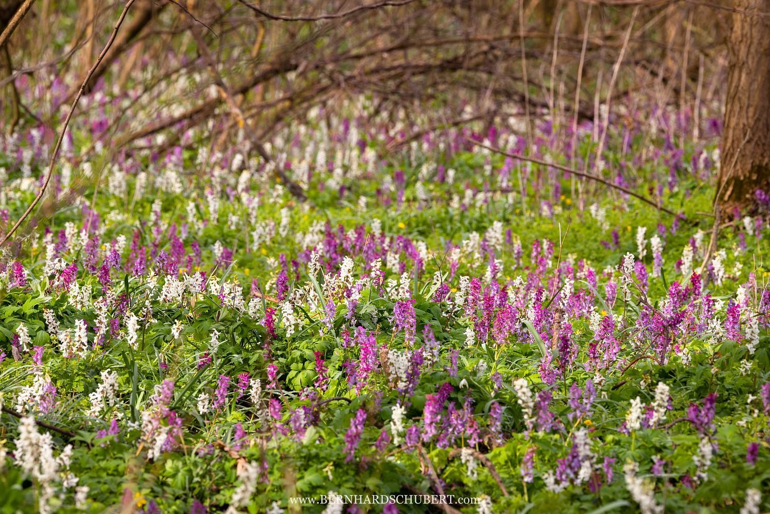 Corydalis cava - Hollowroot