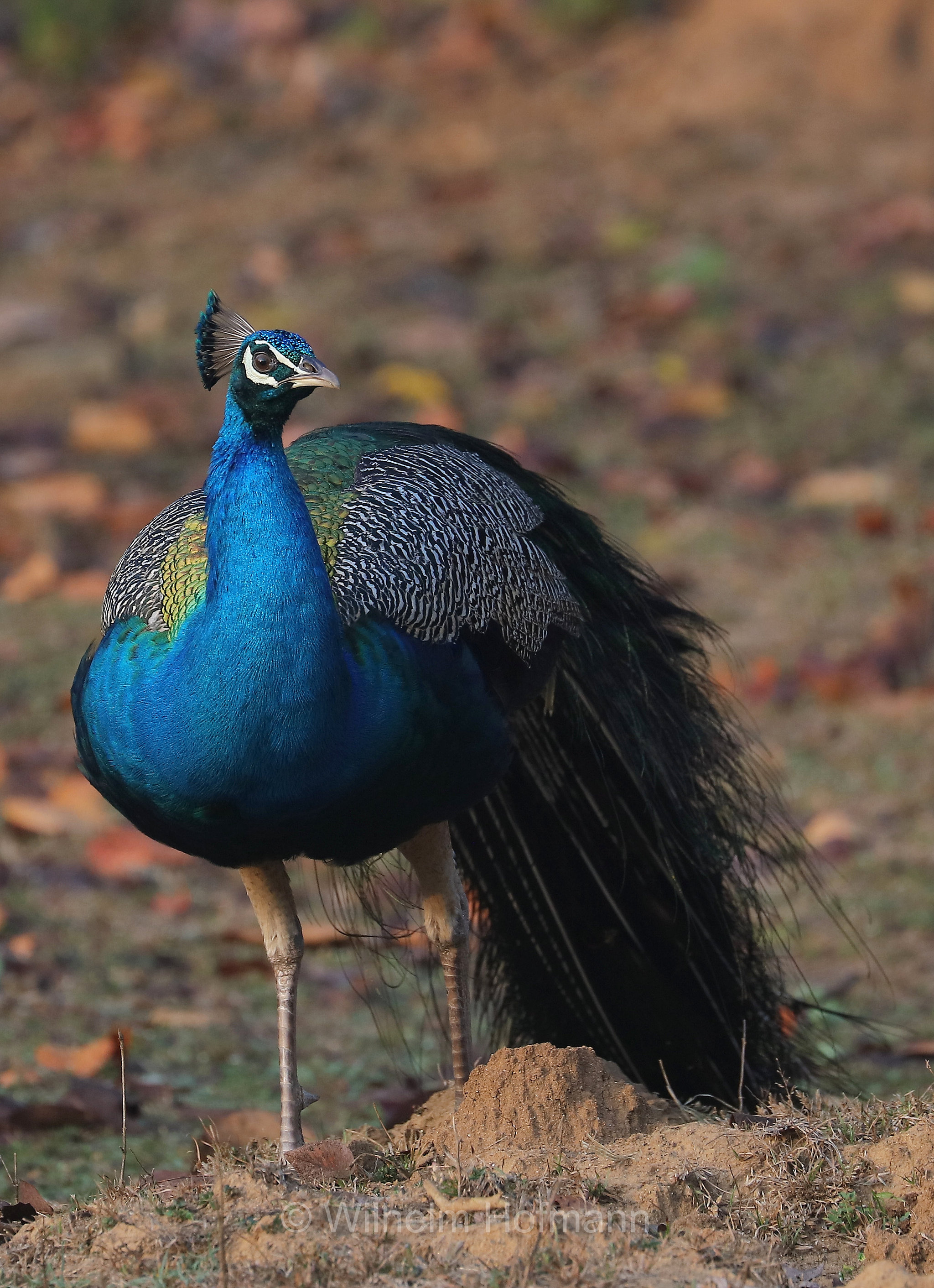 Indian peafowl, common peafowl, blue peafowl, Indian peacock, Blauer Pfau, pavone reale, pavone blu, pavone indiano, Pavo cristatus﻿, Kanha National Park, Kanha-Nationalpark, parco nazionale di Kanha, Madhya Pradesh, India, Indien