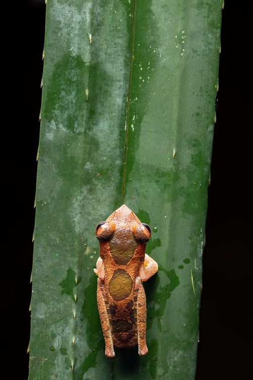Leptomantis cf. gadingensis - Gading Ruderfrosch