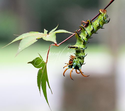 Caterpillar, butterfly