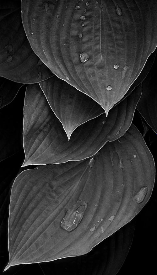 #b&w #leaves #art #leaves close-up