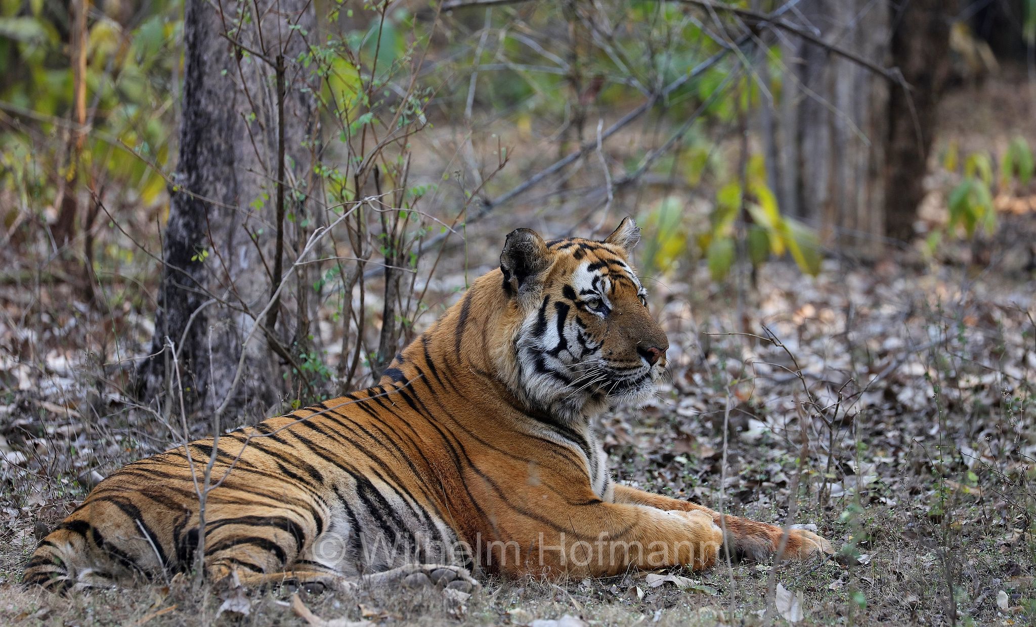 Bengal tiger, Königstiger, Bengal-Tiger, Indischer Tiger, tigre del Bengala, tigre reale del Bengala, Panthera tigris tigris, Bandhavgarh National Park, Bandhavgarh-Nationalpark, parco nazionale di Bandhavgarh, Madhya Pradesh, India, Indien, Zone 3