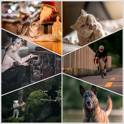 Haustierfotografie / Shooting