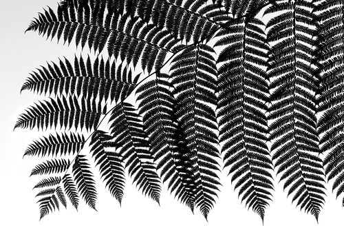 Tree fern frond