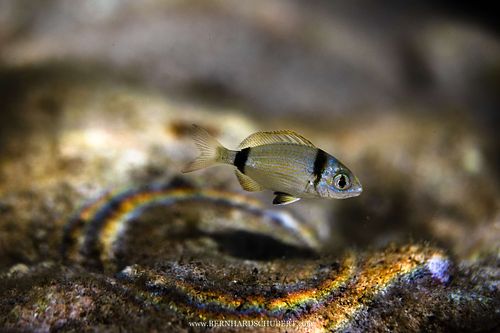 Diplodus vulgaris - Common two-banded sea bream