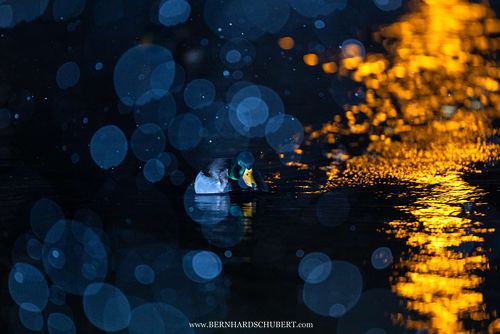 Anas platyrhynchos - Stockente