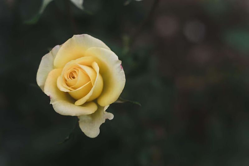 The Art and Pitfalls of Image Manipulation