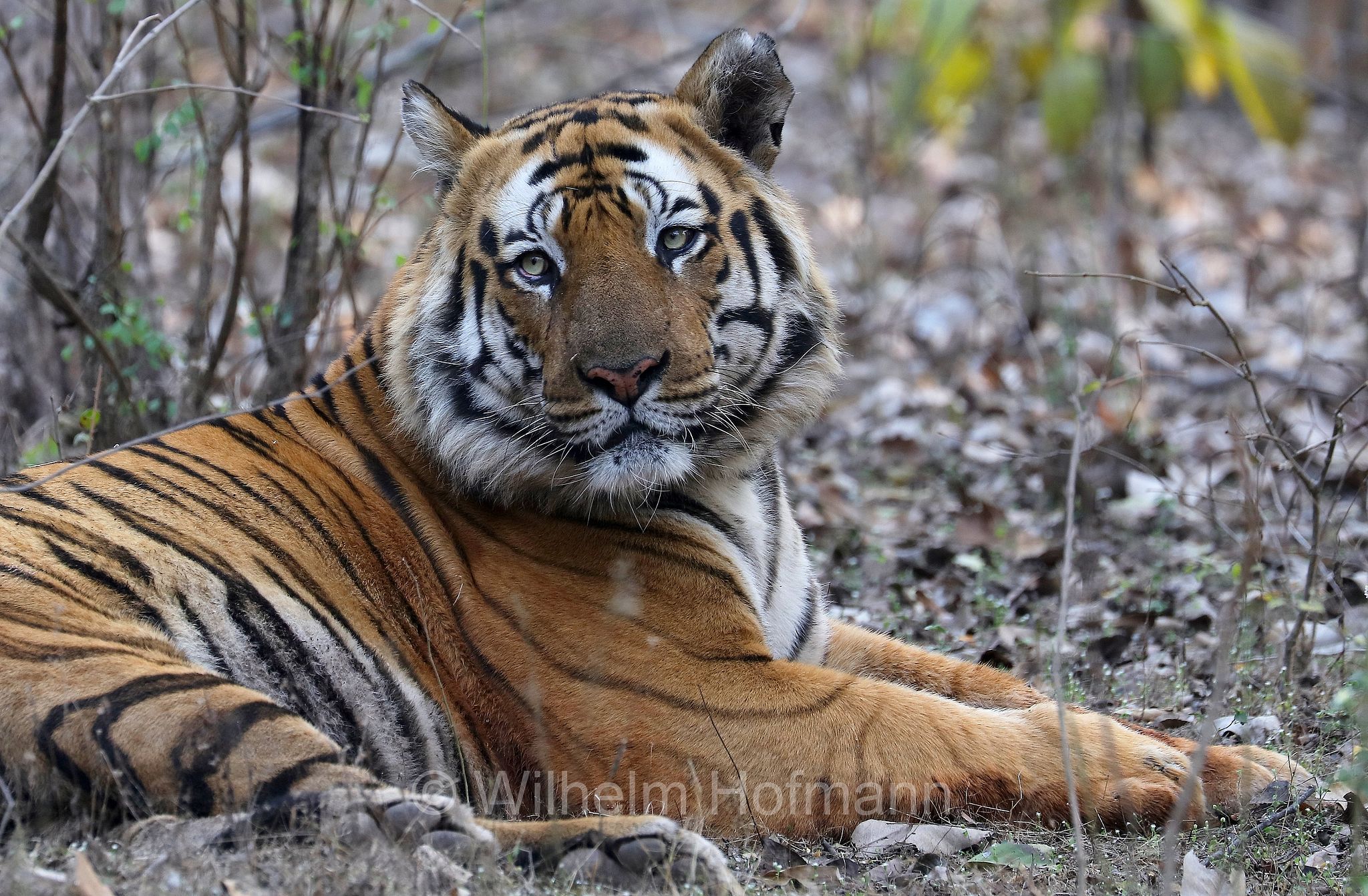 Bengal tiger, Königstiger, Bengal-Tiger, Indischer Tiger, tigre del Bengala, tigre reale del Bengala, Panthera tigris tigris, Bandhavgarh National Park, Bandhavgarh-Nationalpark, parco nazionale di Bandhavgarh, Madhya Pradesh, India, Indien, Zone 3