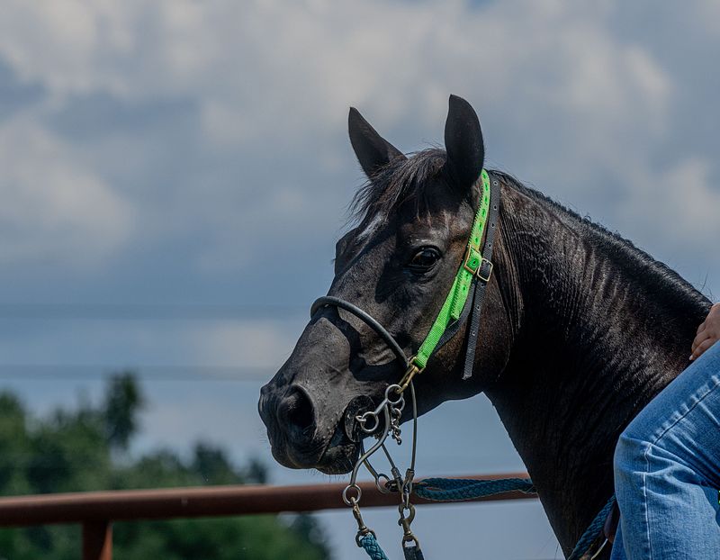 Tara Farm Barrel Race
