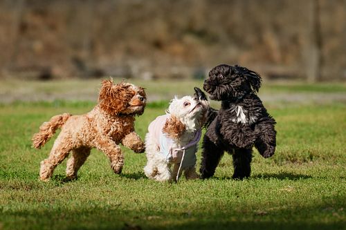 Little dogs running together at the park.